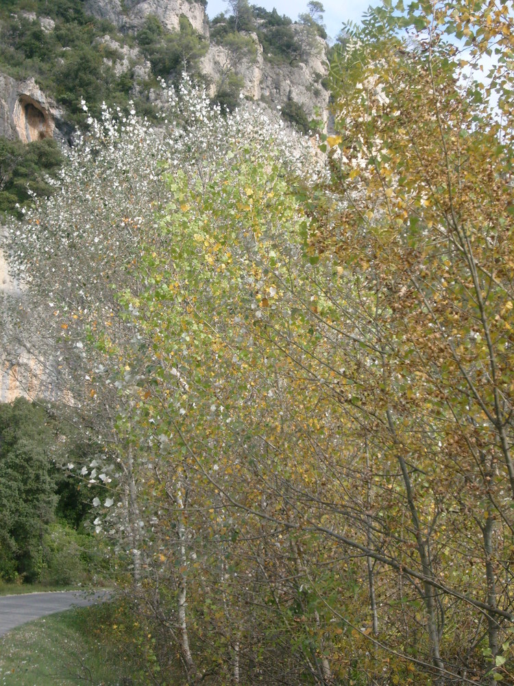 Couleurs des Arbres