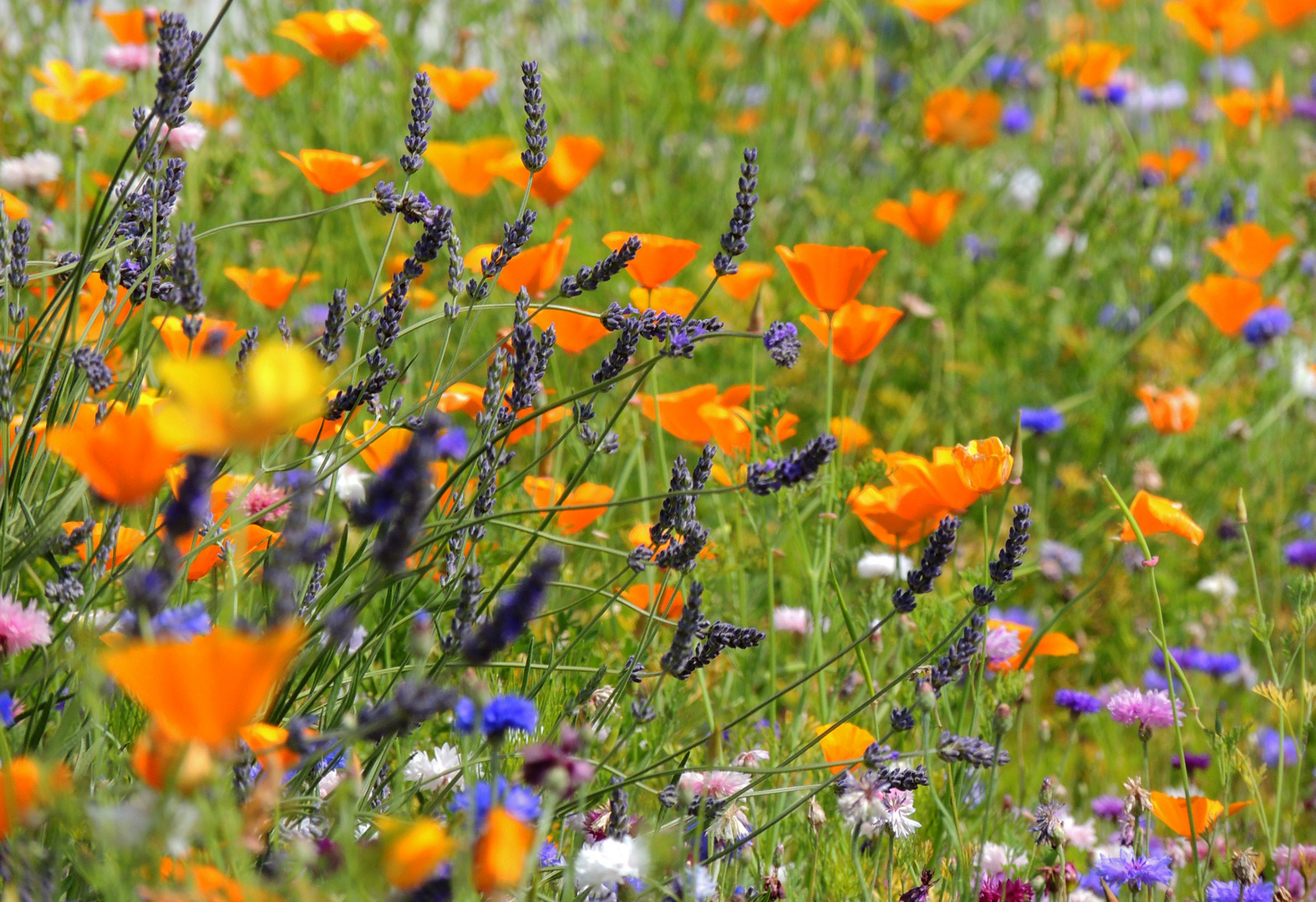 couleurs d'été