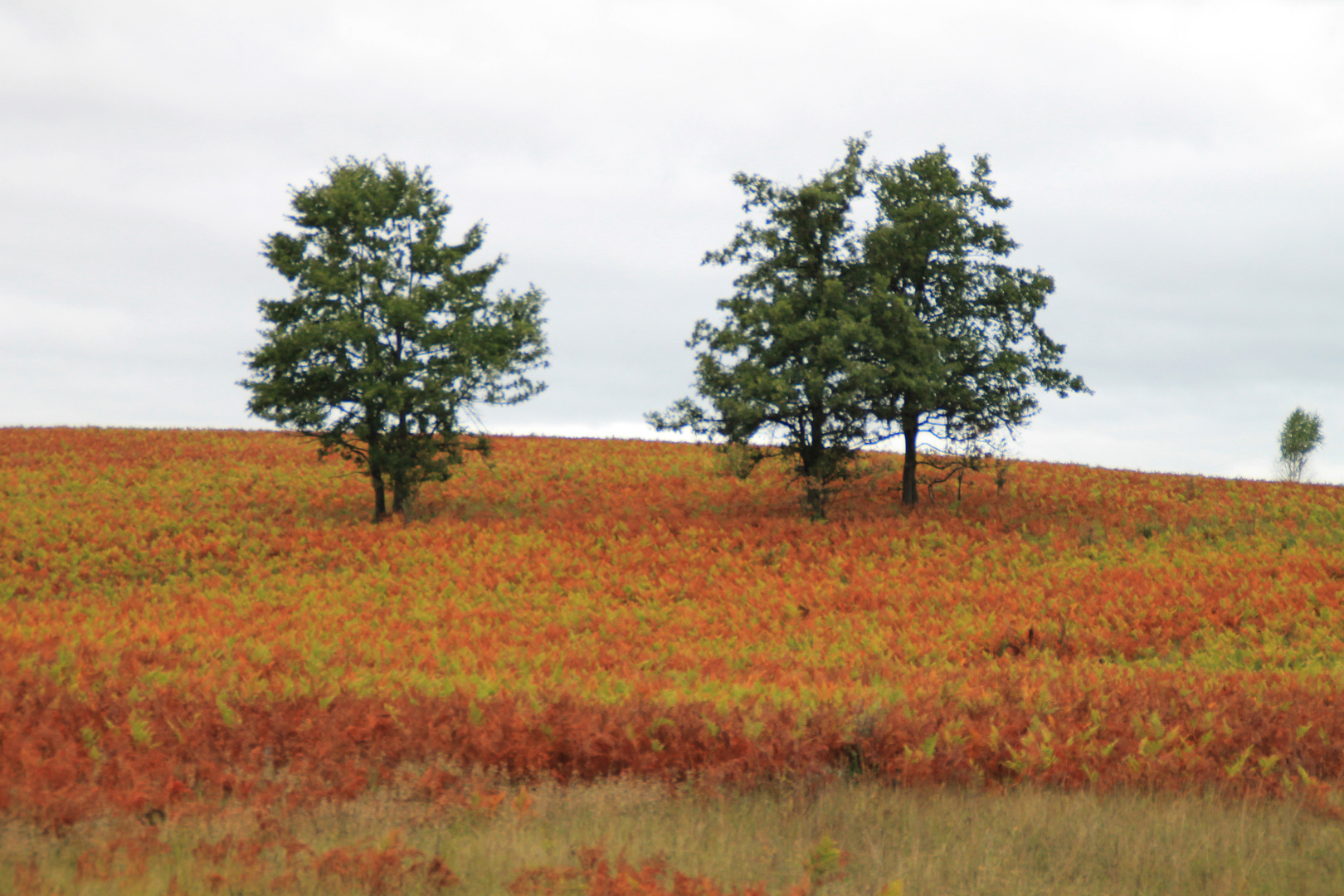 couleurs d'été sous un soleill brulant