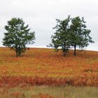 couleurs d'été sous un soleill brulant