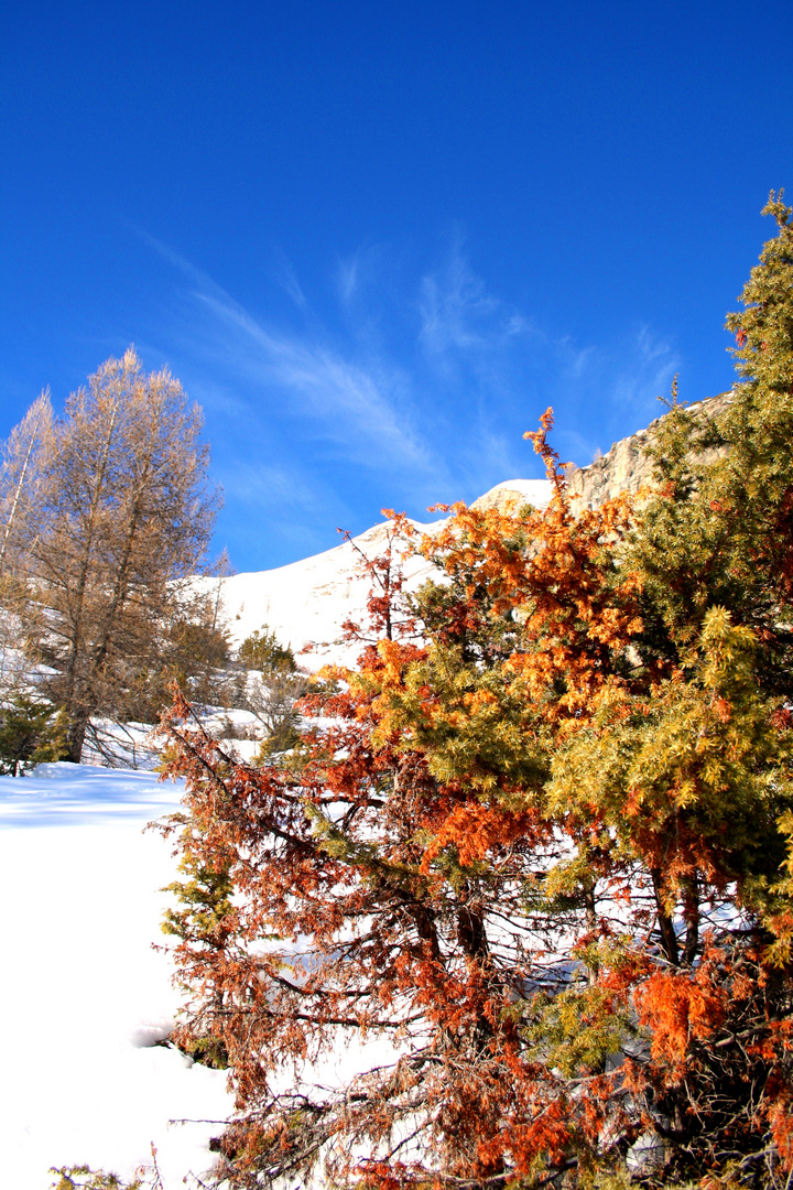 Couleurs d'hiver