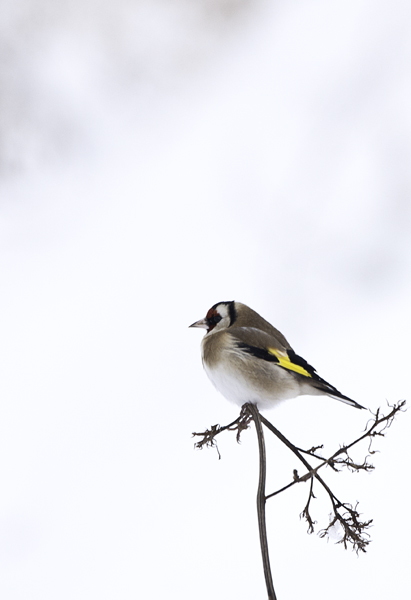 Couleurs d'hiver