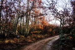 Couleurs d'hiver  (8) dans le petit chemin mouillé