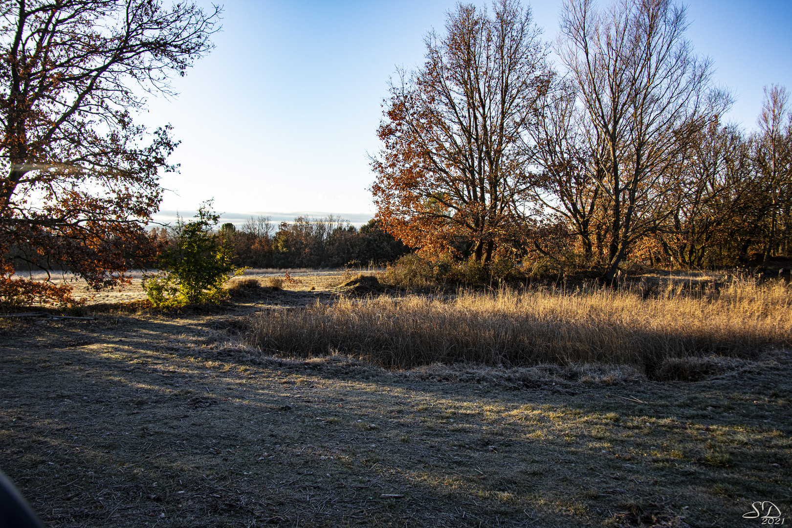 Couleurs d'hiver dans le soleil levant (6)