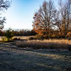 Couleurs d'hiver dans le soleil levant (6)