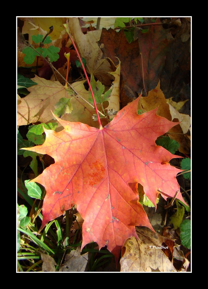 couleurs du petit saleve