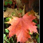 couleurs du petit saleve