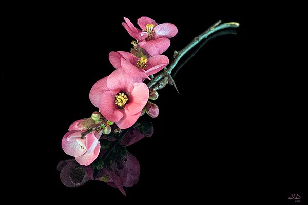 Couleurs du printemps 