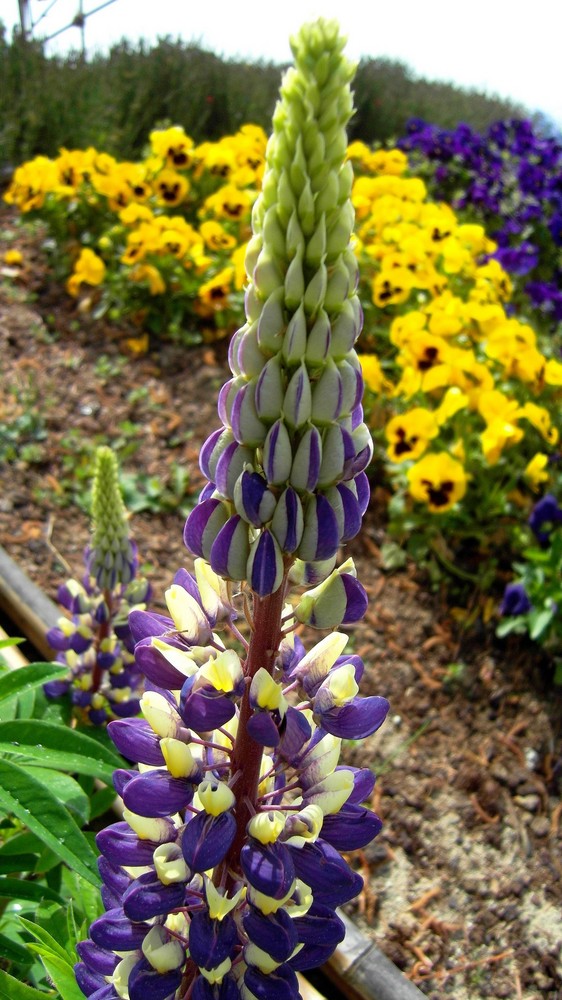 Couleurs du printemps