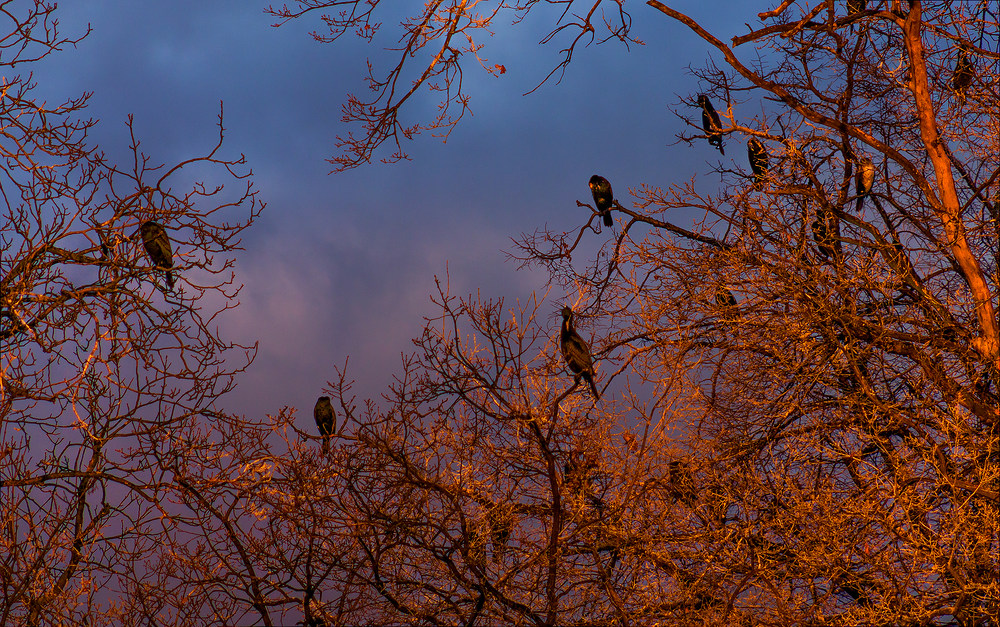 Couleurs du soir