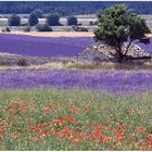 Couleurs du sud.