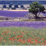 Couleurs du sud.