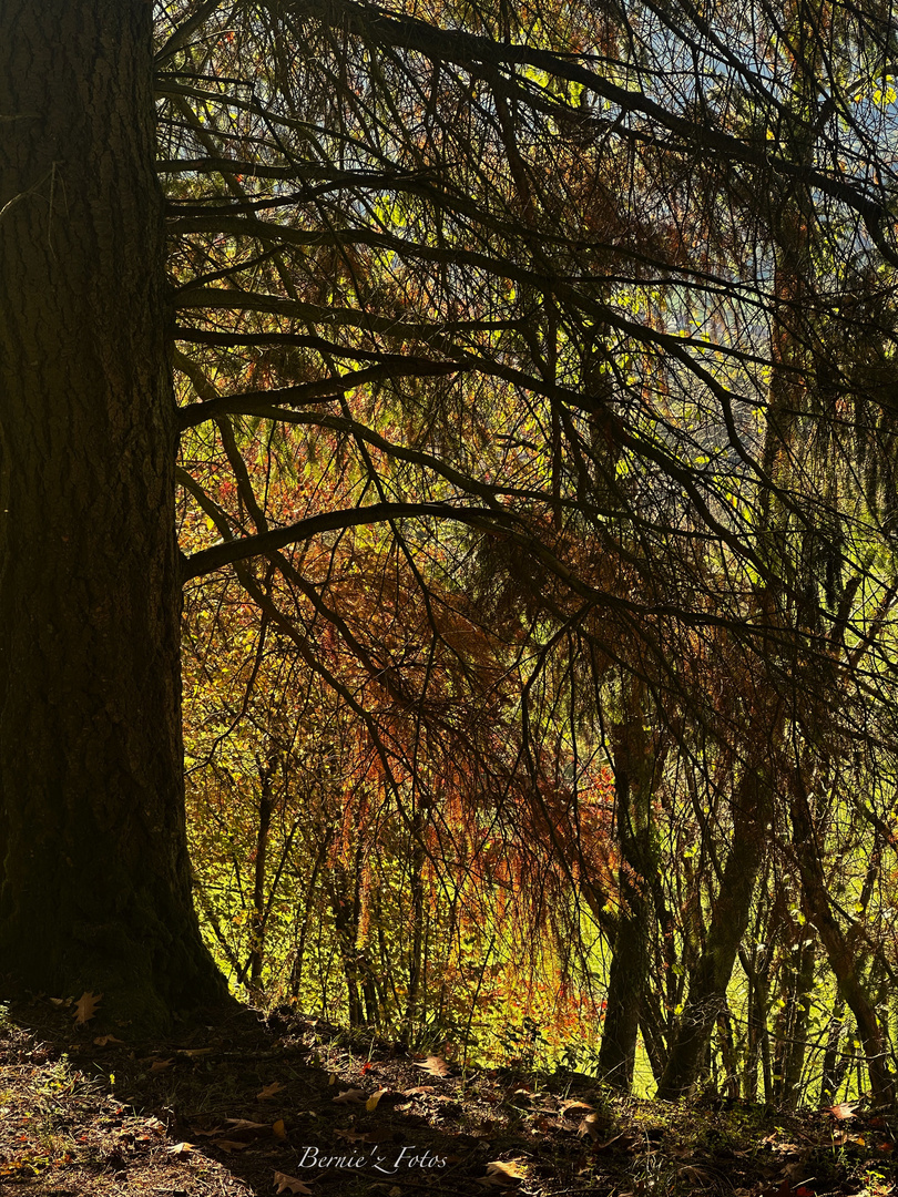 Couleurs et lumières d'automne