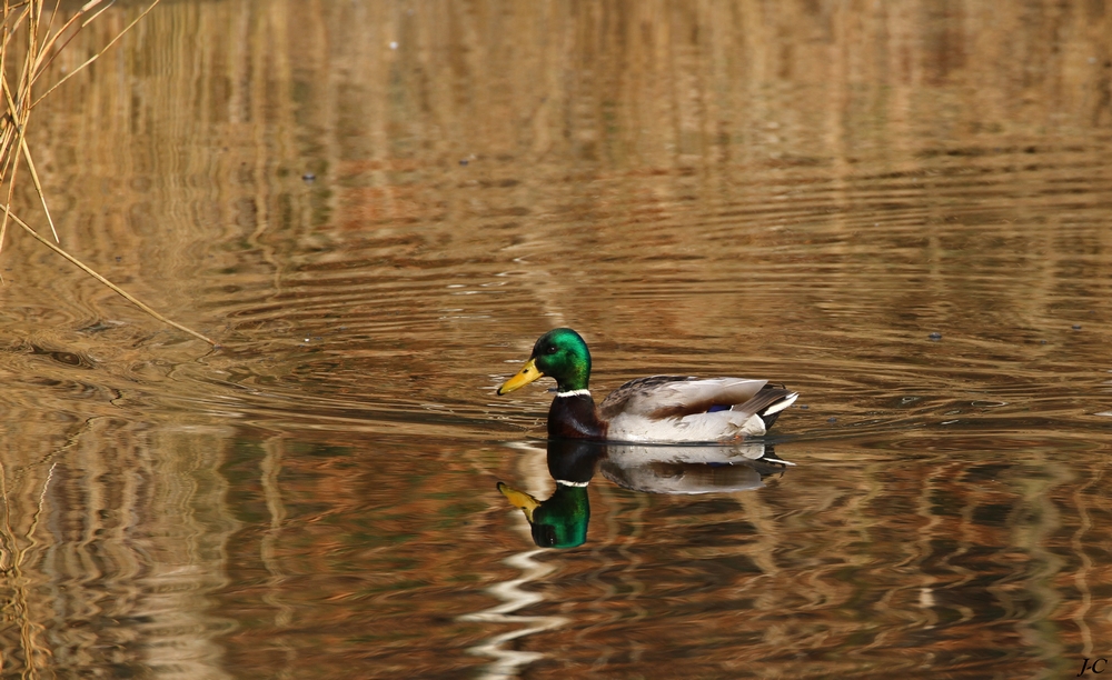 " Couleurs et reflets "