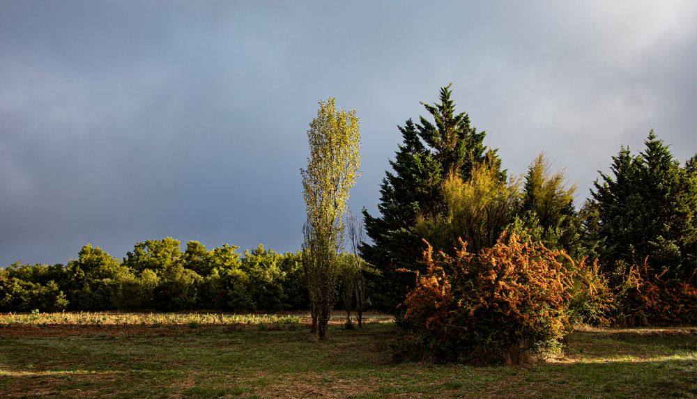 Couleurs matinales 