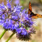 couleurs Provence !