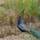 couleurs superbes sur la route des vins