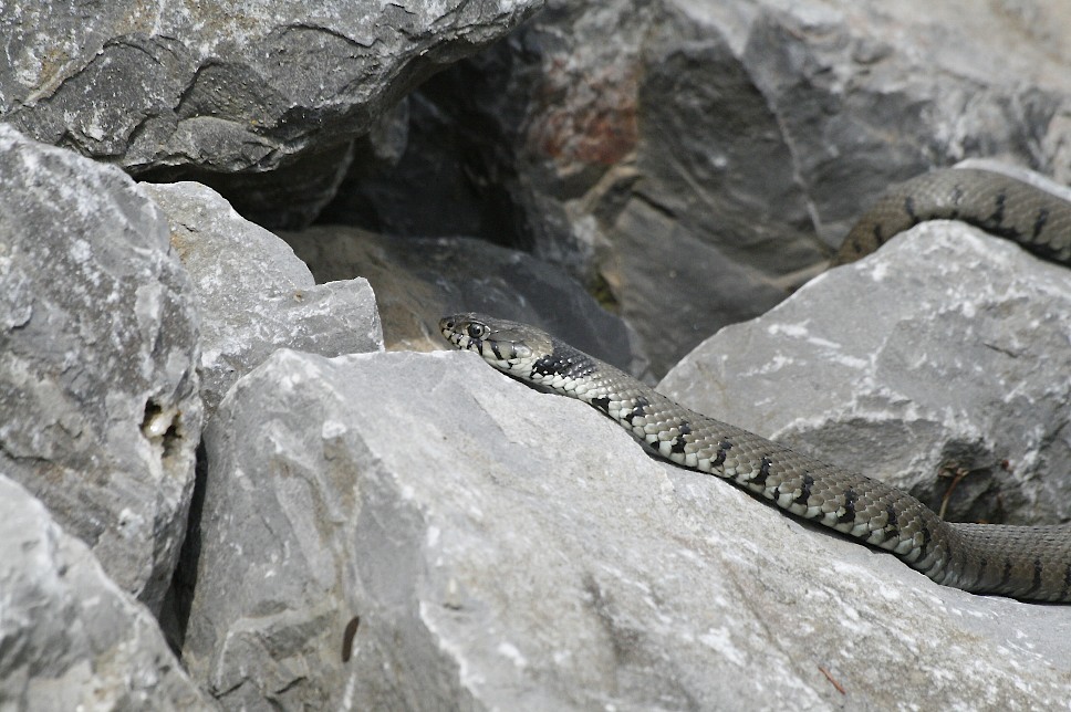 couleuvre à collier