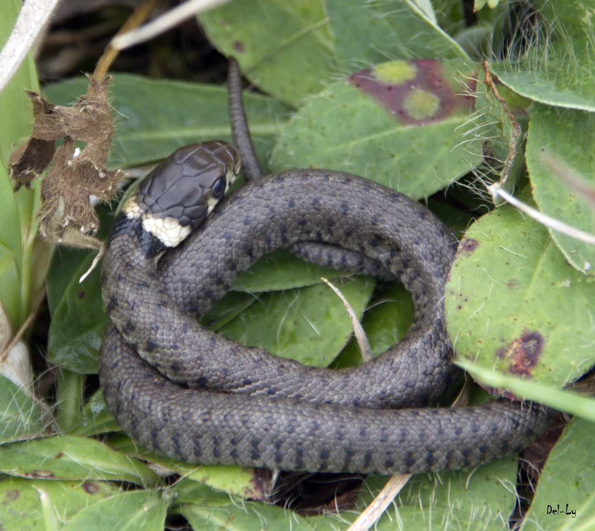 Couleuvre à Collier