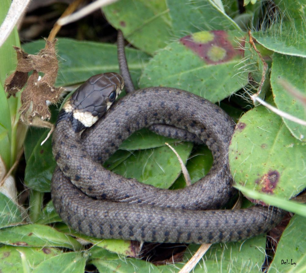 Couleuvre à Collier