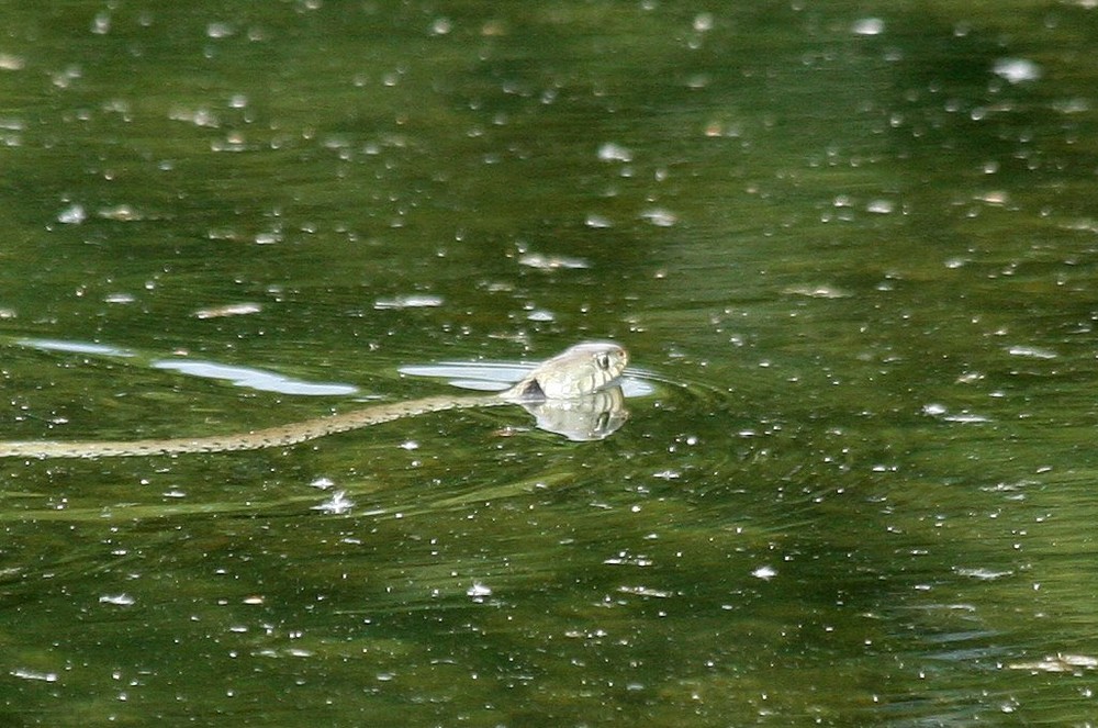 Couleuvre à collier