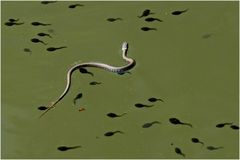 Couleuvre à collier à la chasse aux tétards