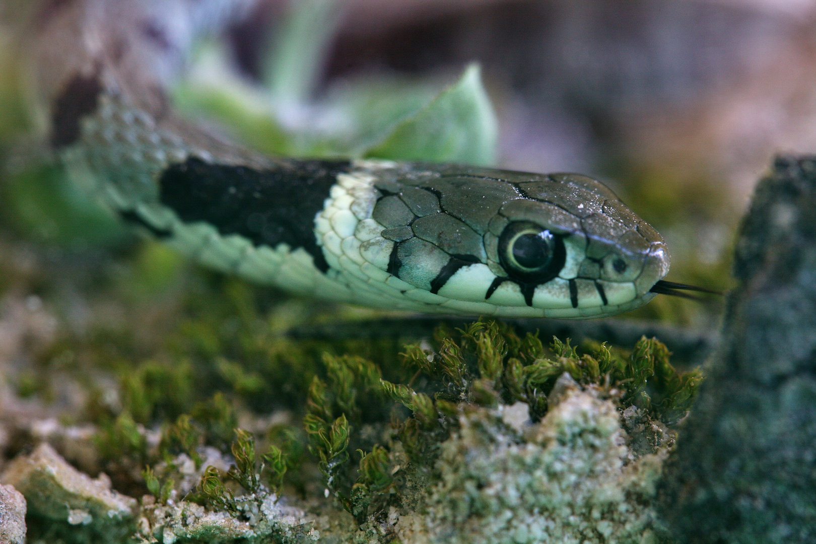 couleuvre a collier (alpes maritimes)