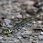 Couleuvre à Collier (Natrix Natrix)