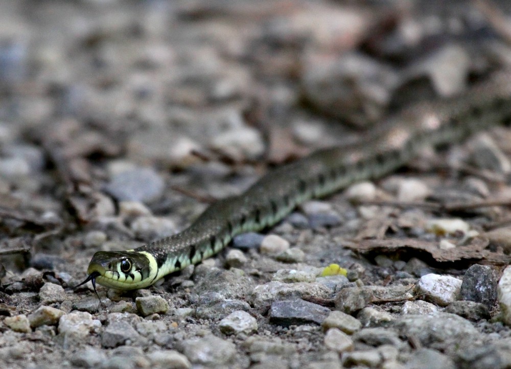 Couleuvre à Collier (Natrix Natrix)