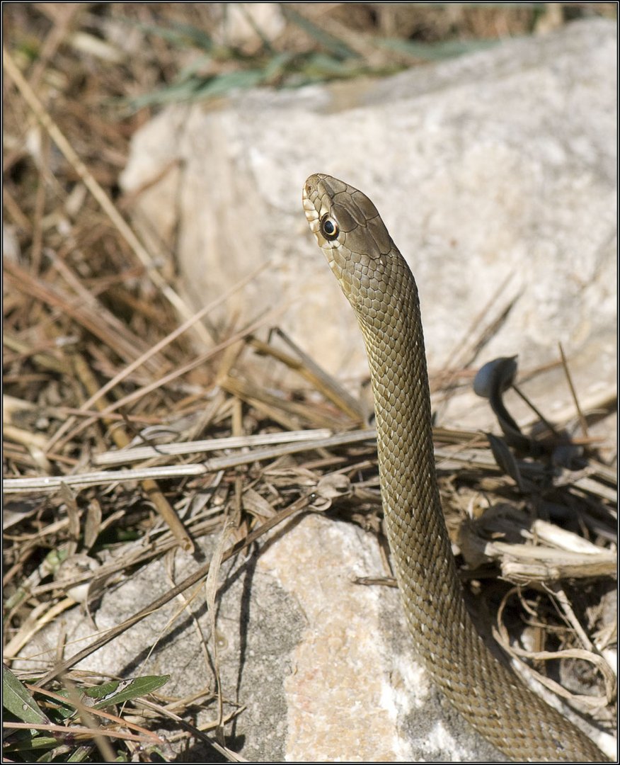 Couleuvre d'Esculape