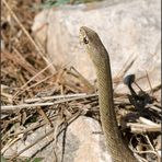 Couleuvre d'Esculape