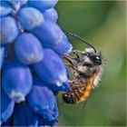 Countdown 04 - Gehörnte Mauerbiene (Osmia cornuta) . . .