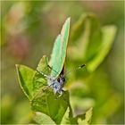 Countdown 06 - Den Grünen Zipfelfalter (Callophrys rubi) . . .