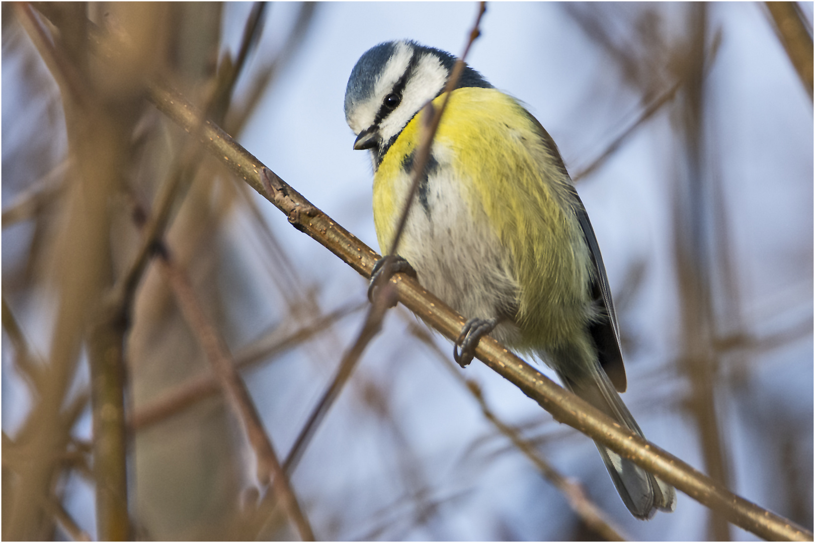 Countdown 07 - Die Blaumeise (Cyanistes caeruleus, Syn.: Parus caeruleus) . . .