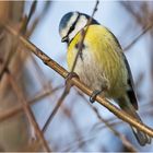 Countdown 07 - Die Blaumeise (Cyanistes caeruleus, Syn.: Parus caeruleus) . . .