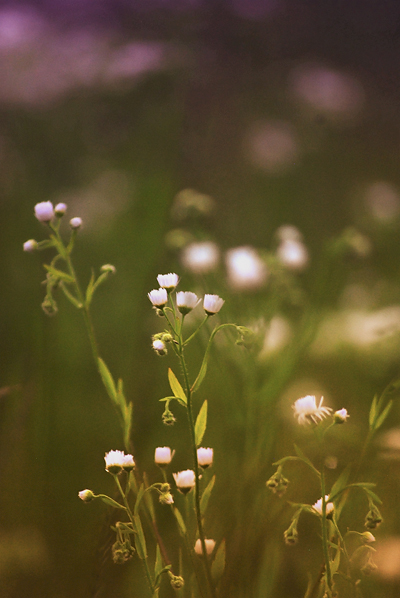 counting flowers