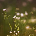 counting flowers