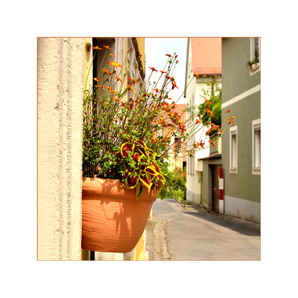 ~ counting flowers on the wall ~