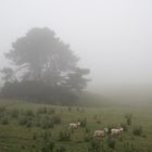 Counting sheep in the clouds