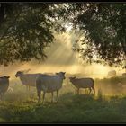 Counting Sheeps