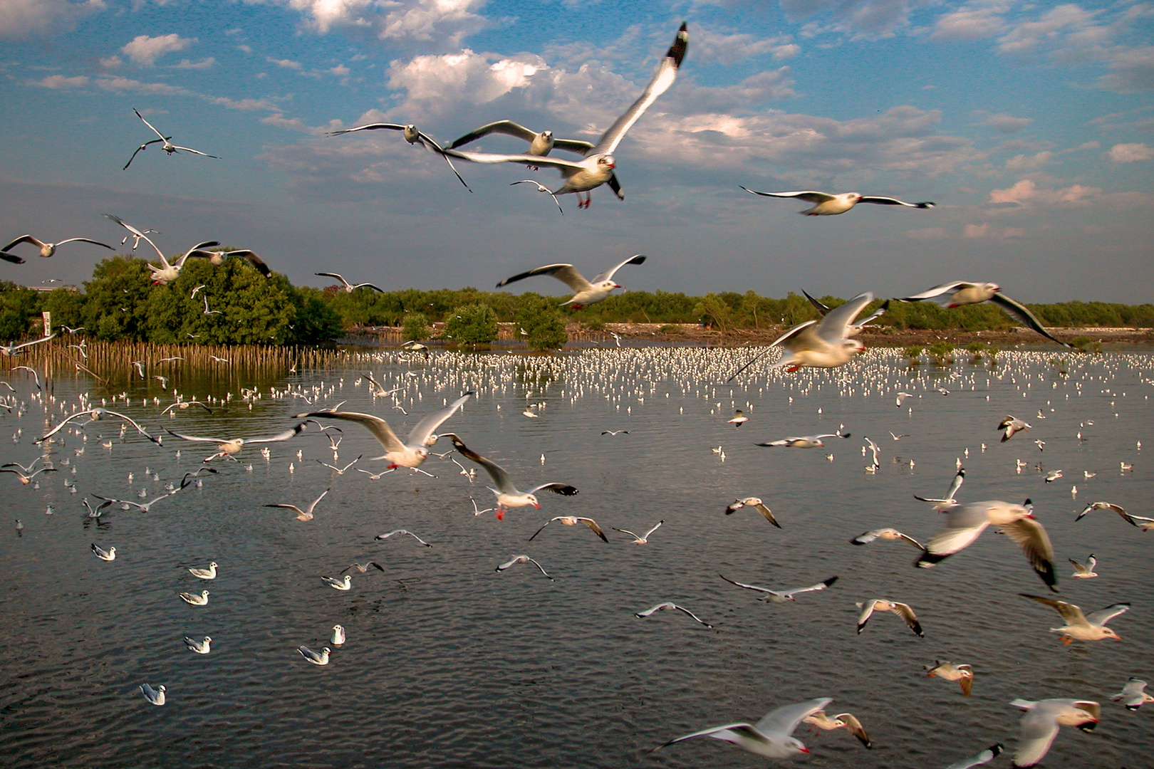 Countless seagulls at Bang Pu pier