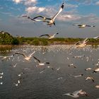 Countless seagulls at Bang Pu pier