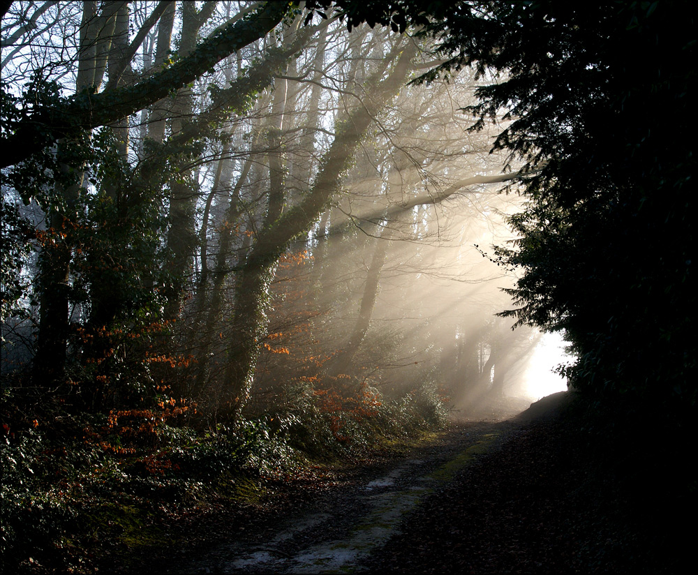 Country Lane