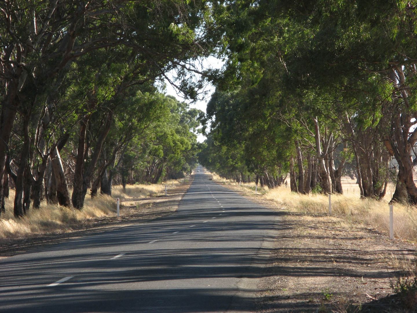 Country road alley ...