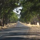 Country road alley ...