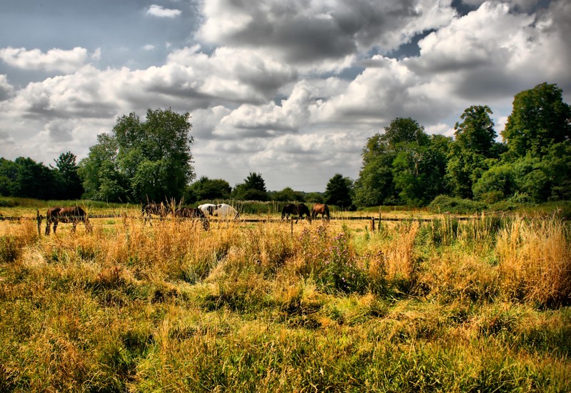 Country Scene