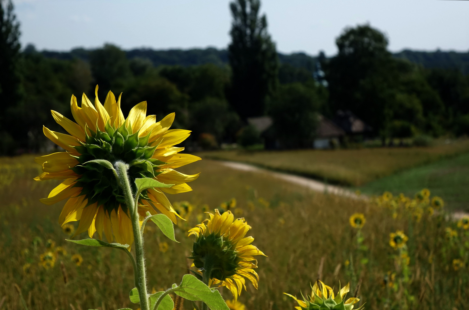 Countryside