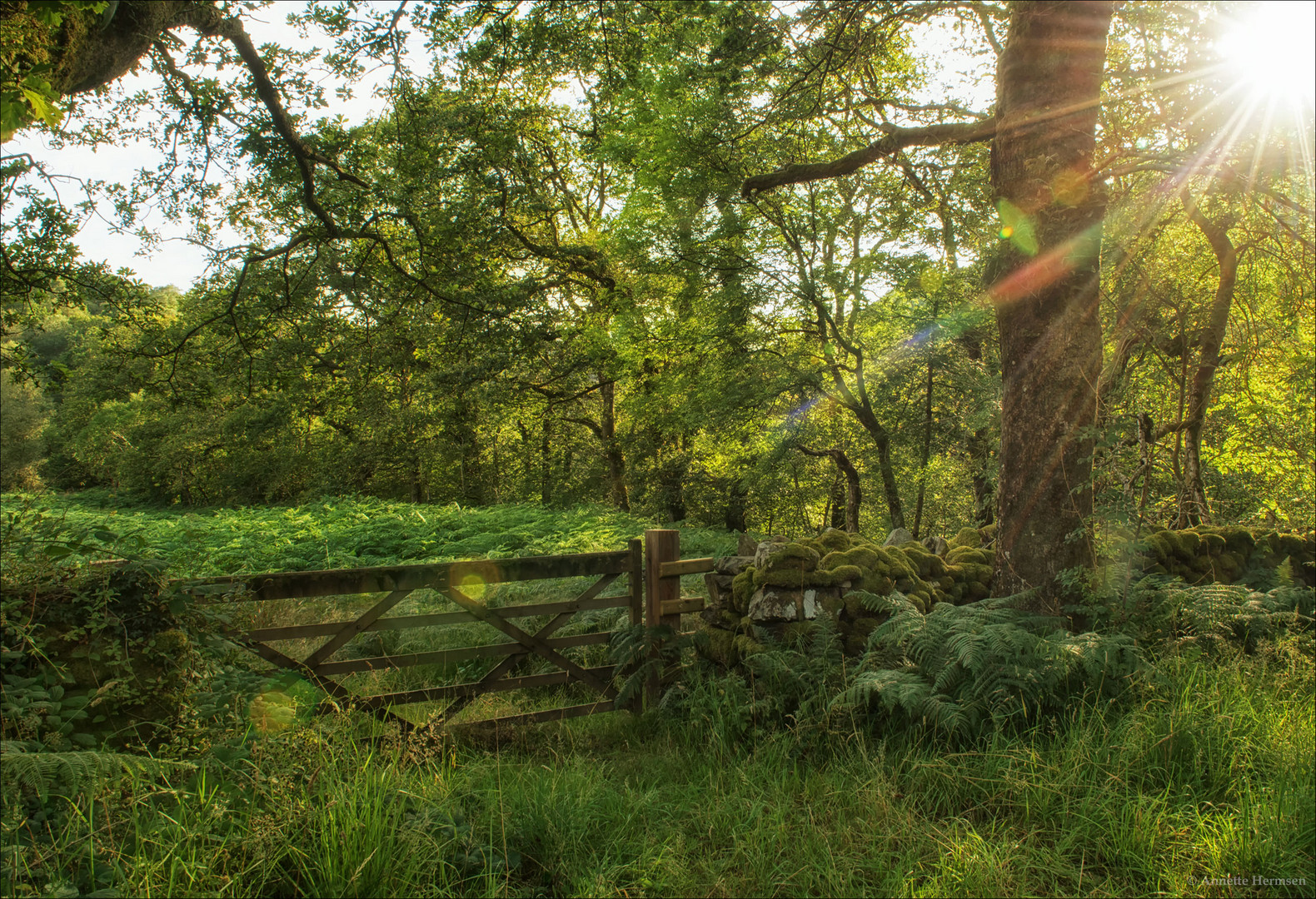 Countryside