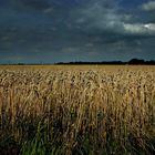 Countryside evening