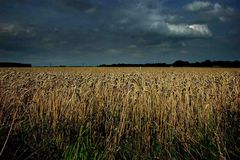 Countryside evening